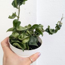 Hoya Carnosa Compacta Hindu Rope Plant 4" Pot - Indoor House Plants 