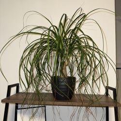 Pony tail plant