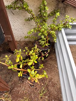 Free plants