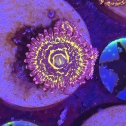 Fake Zoas Corals 