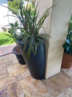 planter and plant