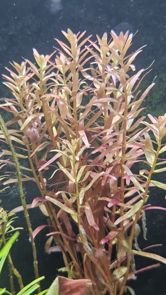 Aquatic Plant Sale Pond Plants Too