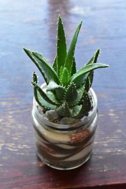 Hybrid Aloe Succulent Plant Rooted In Glass Jar (Read Description)