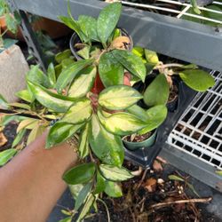 Hoya Variegated