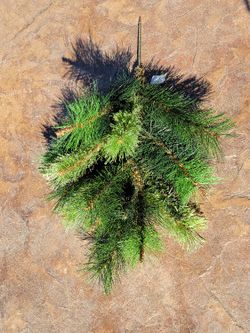 Chritsmas Greenery For Many Uses