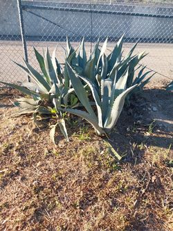 Agave azul