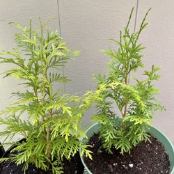❗️🐿️ Well Established Young Organic Red Cedar Tree(Balcony, Porch, Deck, Garden).