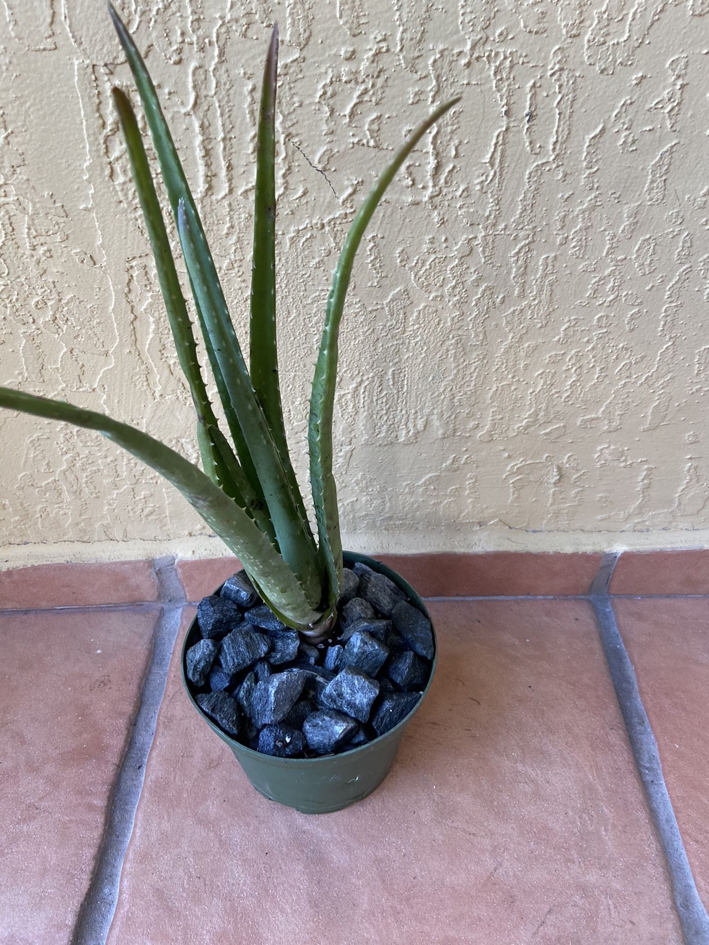 Aloe succulent plants patio