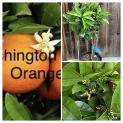 Fruiting Semi Dwarf Washington Navel Orange Citrus Orange Tree 5 Gal