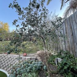 Pineapple Guava Tree