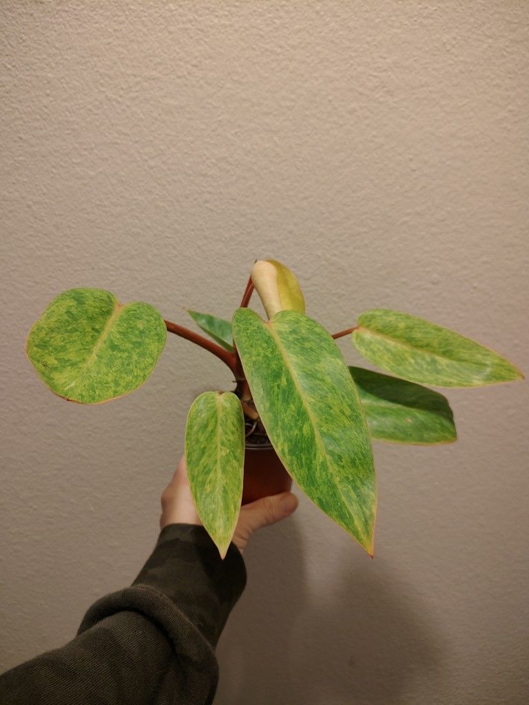 Parisio Verde Philodendron