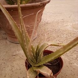 Small Aloe Vera Plant In A Pot $8