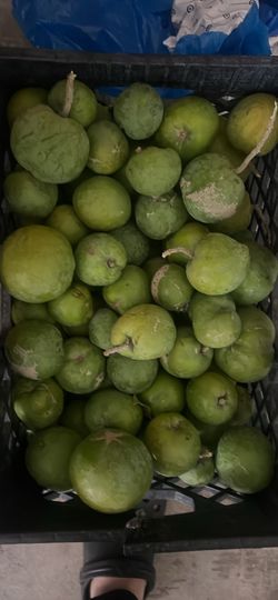 Selling White Sapotes ( Rare mexico fruit)