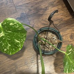 Variegated Monstera Thai Constellation Plant Fully Rooted 