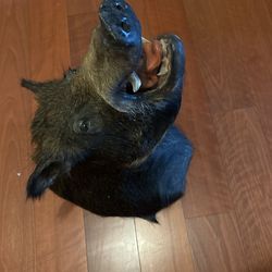 Taxidermy Large Wild Boar Head