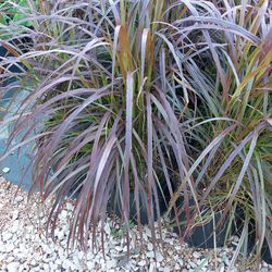 Purple Fountain Grass 