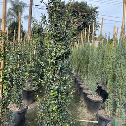 Star Jasmine Hedge