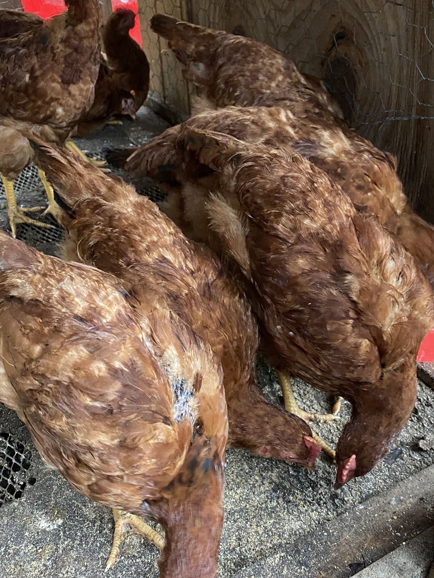 Rhode Island Cockerels For Sale