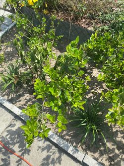 Free plants