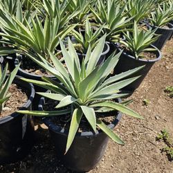 Agave