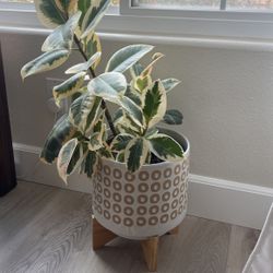Plant Pot With Stand 