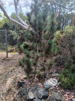 Tree sales , there are more , $300 average price each