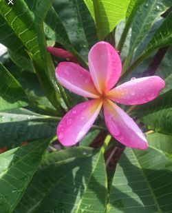 Plumeria (many varieties)