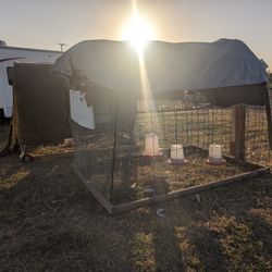 Chicken Tractors 