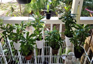 White Crown Of Thorn 