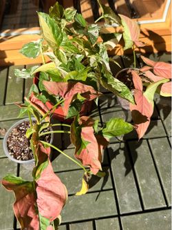 Indoor Houseplant Syngonium Bundle - Pink Salmon, Albo, Pink Lava