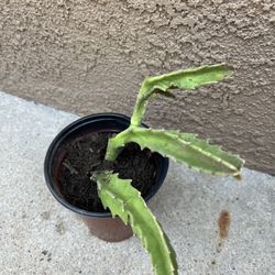 Stapelia Gigante Starfish