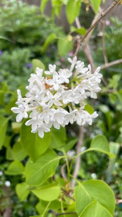 Primrose lilac