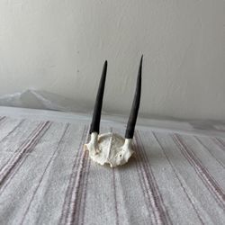 Small Decorative Animals Skull Piece 