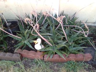 Aloe Vera Plant...