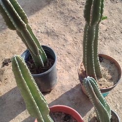 I Have 4 Healthy Queen Of The Desert Cactus That Are Potted 