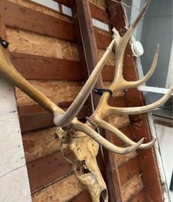 Vintage elk mount elk skull antler cabin decor