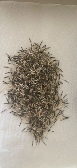 40 French Dwarf Marigold seeds