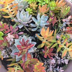 Colorful succulents at lower than retail prices 