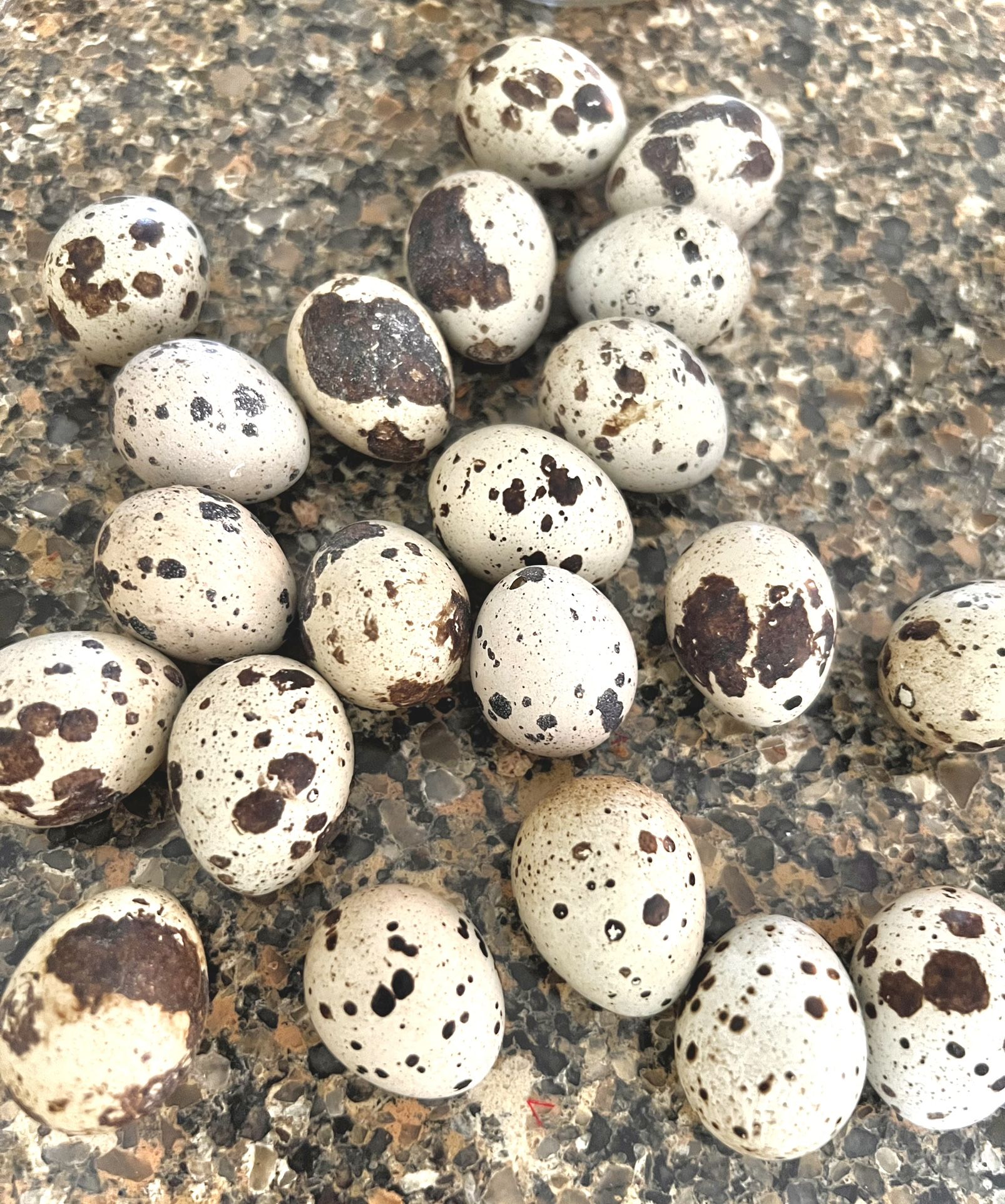 Jumbo White Coturnix Quail Hatching Eggs🕊️