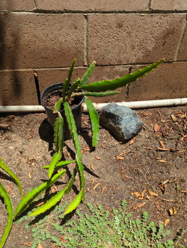 Dragon Fruit
