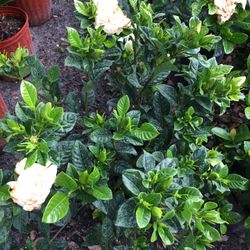 Gardenias In 3 gls Pot. SPECIAL PRICE !🤩