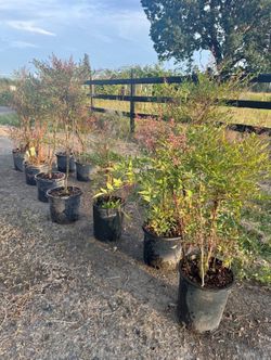 Nandina Heavenly Bamboo