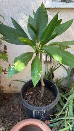 White plumeria