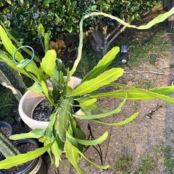 LARGE ORCHID CACTUS IN HEAVY CERAMIC POT (Looks Like A Dragon Fruit Cactus)