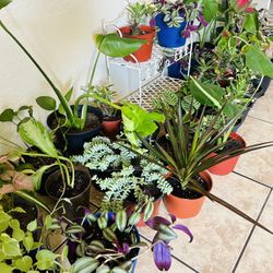 Plants For Sake 10 Each 