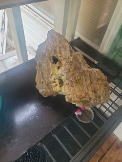 Petrified Wood Great Deal