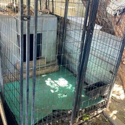 Large Dog Kennel 