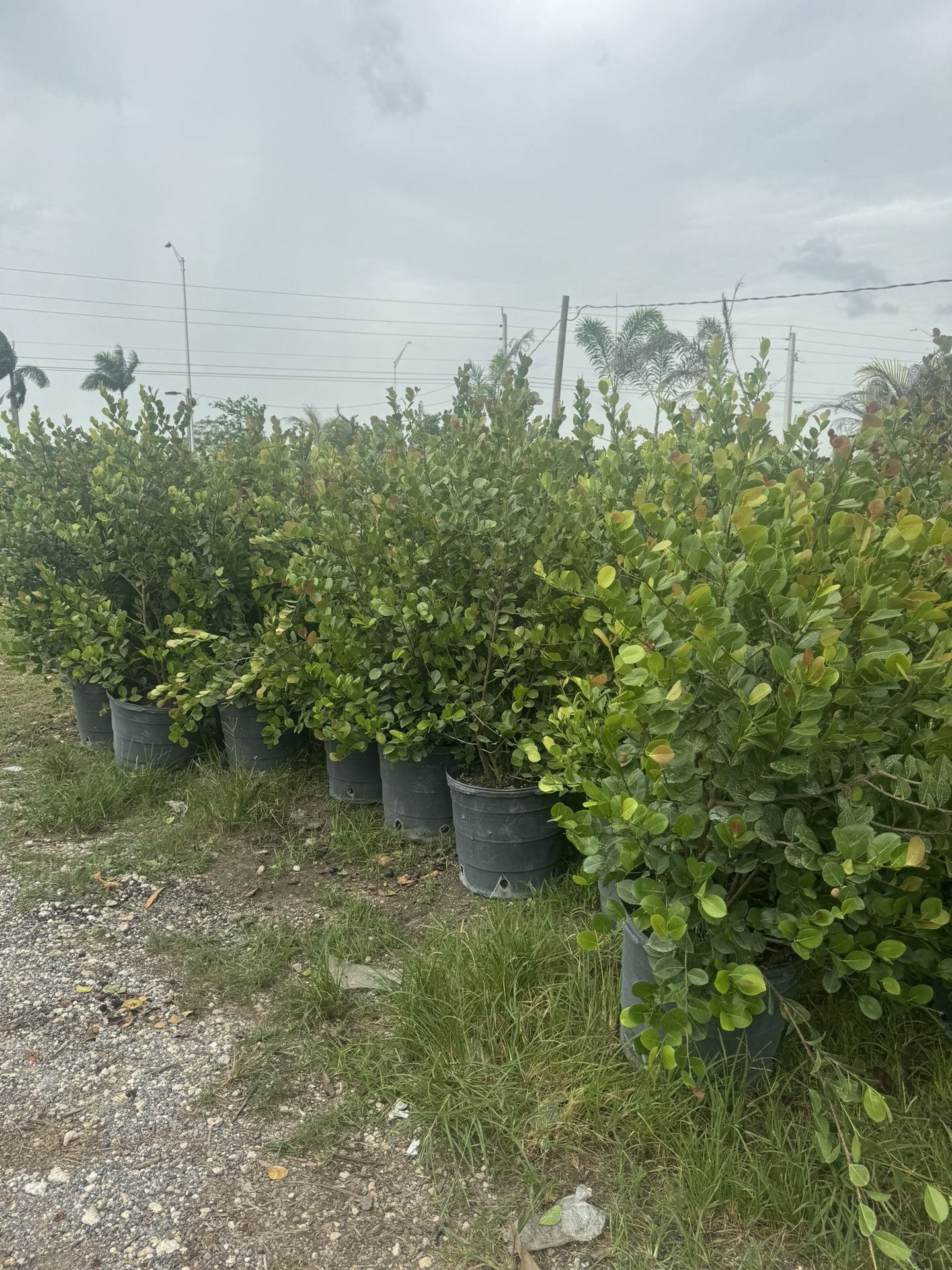 Cocoplum 15g 4ft $50