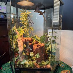 Bioactive Crested Gecko Enclosure