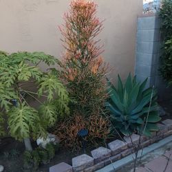 Firestick  Beautiful Orange And Yellow